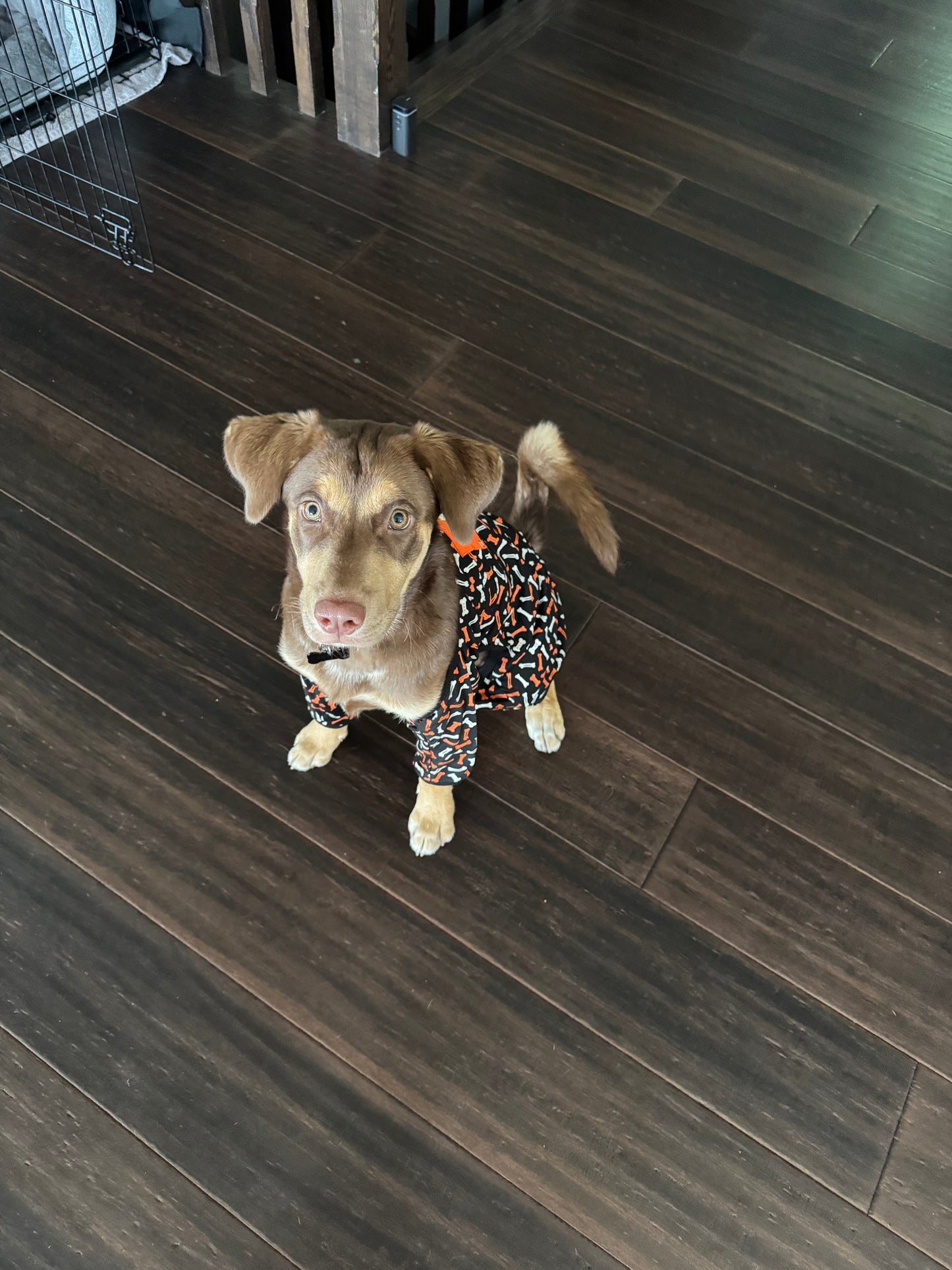 Premium Custom Pet Sweater!